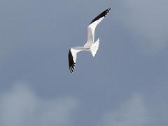156 ILE DE HOEDIC_000057